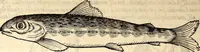 An illustration from Icones animalium quadrupedum uiuiparorum et ouiparorum : quae in Historiae animalium Conradi Gesneri libro I. et II. describuntur, cum nomenclaturis singulorum latinis, graecis, italicis, gallicis, et germanicis plerunque, et aliarum quoque linguarum, certis ordinibus digestae (1560)