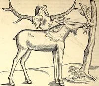 Picture 62 of 971 from Icones animalium quadrupedum uiuiparorum et ouiparorum : quae in Historiae animalium Conradi Gesneri libro I. et II. describuntur, cum nomenclaturis singulorum latinis, graecis, italicis, gallicis, et germanicis plerunque, et aliarum quoque linguarum, certis ordinibus digestae (1560), leaf 65