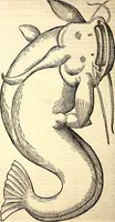 An illustration from Icones animalium quadrupedum uiuiparorum et ouiparorum : quae in Historiae animalium Conradi Gesneri libro I. et II. describuntur, cum nomenclaturis singulorum latinis, graecis, italicis, gallicis, et germanicis plerunque, et aliarum quoque linguarum, certis ordinibus digestae (1560)