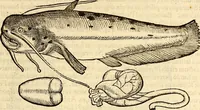 An illustration from Icones animalium quadrupedum uiuiparorum et ouiparorum : quae in Historiae animalium Conradi Gesneri libro I. et II. describuntur, cum nomenclaturis singulorum latinis, graecis, italicis, gallicis, et germanicis plerunque, et aliarum quoque linguarum, certis ordinibus digestae (1560)
