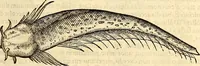 An illustration from Icones animalium quadrupedum uiuiparorum et ouiparorum : quae in Historiae animalium Conradi Gesneri libro I. et II. describuntur, cum nomenclaturis singulorum latinis, graecis, italicis, gallicis, et germanicis plerunque, et aliarum quoque linguarum, certis ordinibus digestae (1560)