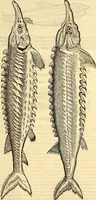 An illustration from Icones animalium quadrupedum uiuiparorum et ouiparorum : quae in Historiae animalium Conradi Gesneri libro I. et II. describuntur, cum nomenclaturis singulorum latinis, graecis, italicis, gallicis, et germanicis plerunque, et aliarum quoque linguarum, certis ordinibus digestae (1560)