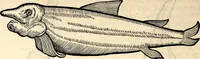 An illustration from Icones animalium quadrupedum uiuiparorum et ouiparorum : quae in Historiae animalium Conradi Gesneri libro I. et II. describuntur, cum nomenclaturis singulorum latinis, graecis, italicis, gallicis, et germanicis plerunque, et aliarum quoque linguarum, certis ordinibus digestae (1560)