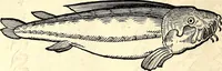 An illustration from Icones animalium quadrupedum uiuiparorum et ouiparorum : quae in Historiae animalium Conradi Gesneri libro I. et II. describuntur, cum nomenclaturis singulorum latinis, graecis, italicis, gallicis, et germanicis plerunque, et aliarum quoque linguarum, certis ordinibus digestae (1560)