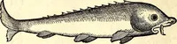 An illustration from Icones animalium quadrupedum uiuiparorum et ouiparorum : quae in Historiae animalium Conradi Gesneri libro I. et II. describuntur, cum nomenclaturis singulorum latinis, graecis, italicis, gallicis, et germanicis plerunque, et aliarum quoque linguarum, certis ordinibus digestae (1560)