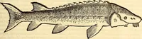 An illustration from Icones animalium quadrupedum uiuiparorum et ouiparorum : quae in Historiae animalium Conradi Gesneri libro I. et II. describuntur, cum nomenclaturis singulorum latinis, graecis, italicis, gallicis, et germanicis plerunque, et aliarum quoque linguarum, certis ordinibus digestae (1560)