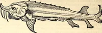 An illustration from Icones animalium quadrupedum uiuiparorum et ouiparorum : quae in Historiae animalium Conradi Gesneri libro I. et II. describuntur, cum nomenclaturis singulorum latinis, graecis, italicis, gallicis, et germanicis plerunque, et aliarum quoque linguarum, certis ordinibus digestae (1560)