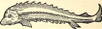 An illustration from Icones animalium quadrupedum uiuiparorum et ouiparorum : quae in Historiae animalium Conradi Gesneri libro I. et II. describuntur, cum nomenclaturis singulorum latinis, graecis, italicis, gallicis, et germanicis plerunque, et aliarum quoque linguarum, certis ordinibus digestae (1560)