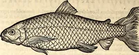 An illustration from Icones animalium quadrupedum uiuiparorum et ouiparorum : quae in Historiae animalium Conradi Gesneri libro I. et II. describuntur, cum nomenclaturis singulorum latinis, graecis, italicis, gallicis, et germanicis plerunque, et aliarum quoque linguarum, certis ordinibus digestae (1560)