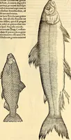 An illustration from Icones animalium quadrupedum uiuiparorum et ouiparorum : quae in Historiae animalium Conradi Gesneri libro I. et II. describuntur, cum nomenclaturis singulorum latinis, graecis, italicis, gallicis, et germanicis plerunque, et aliarum quoque linguarum, certis ordinibus digestae (1560)