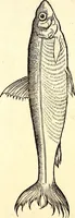 An illustration from Icones animalium quadrupedum uiuiparorum et ouiparorum : quae in Historiae animalium Conradi Gesneri libro I. et II. describuntur, cum nomenclaturis singulorum latinis, graecis, italicis, gallicis, et germanicis plerunque, et aliarum quoque linguarum, certis ordinibus digestae (1560)