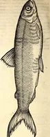 An illustration from Icones animalium quadrupedum uiuiparorum et ouiparorum : quae in Historiae animalium Conradi Gesneri libro I. et II. describuntur, cum nomenclaturis singulorum latinis, graecis, italicis, gallicis, et germanicis plerunque, et aliarum quoque linguarum, certis ordinibus digestae (1560)