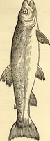 An illustration from Icones animalium quadrupedum uiuiparorum et ouiparorum : quae in Historiae animalium Conradi Gesneri libro I. et II. describuntur, cum nomenclaturis singulorum latinis, graecis, italicis, gallicis, et germanicis plerunque, et aliarum quoque linguarum, certis ordinibus digestae (1560)