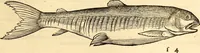 An illustration from Icones animalium quadrupedum uiuiparorum et ouiparorum : quae in Historiae animalium Conradi Gesneri libro I. et II. describuntur, cum nomenclaturis singulorum latinis, graecis, italicis, gallicis, et germanicis plerunque, et aliarum quoque linguarum, certis ordinibus digestae (1560)