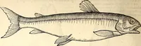 An illustration from Icones animalium quadrupedum uiuiparorum et ouiparorum : quae in Historiae animalium Conradi Gesneri libro I. et II. describuntur, cum nomenclaturis singulorum latinis, graecis, italicis, gallicis, et germanicis plerunque, et aliarum quoque linguarum, certis ordinibus digestae (1560)