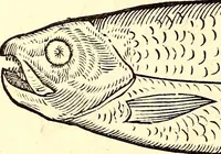 An illustration from Icones animalium quadrupedum uiuiparorum et ouiparorum : quae in Historiae animalium Conradi Gesneri libro I. et II. describuntur, cum nomenclaturis singulorum latinis, graecis, italicis, gallicis, et germanicis plerunque, et aliarum quoque linguarum, certis ordinibus digestae (1560)