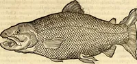 An illustration from Icones animalium quadrupedum uiuiparorum et ouiparorum : quae in Historiae animalium Conradi Gesneri libro I. et II. describuntur, cum nomenclaturis singulorum latinis, graecis, italicis, gallicis, et germanicis plerunque, et aliarum quoque linguarum, certis ordinibus digestae (1560)