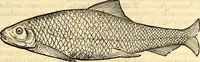 An illustration from Icones animalium quadrupedum uiuiparorum et ouiparorum : quae in Historiae animalium Conradi Gesneri libro I. et II. describuntur, cum nomenclaturis singulorum latinis, graecis, italicis, gallicis, et germanicis plerunque, et aliarum quoque linguarum, certis ordinibus digestae (1560)
