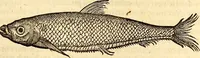 An illustration from Icones animalium quadrupedum uiuiparorum et ouiparorum : quae in Historiae animalium Conradi Gesneri libro I. et II. describuntur, cum nomenclaturis singulorum latinis, graecis, italicis, gallicis, et germanicis plerunque, et aliarum quoque linguarum, certis ordinibus digestae (1560)