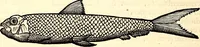 An illustration from Icones animalium quadrupedum uiuiparorum et ouiparorum : quae in Historiae animalium Conradi Gesneri libro I. et II. describuntur, cum nomenclaturis singulorum latinis, graecis, italicis, gallicis, et germanicis plerunque, et aliarum quoque linguarum, certis ordinibus digestae (1560)