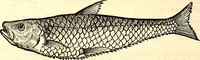 An illustration from Icones animalium quadrupedum uiuiparorum et ouiparorum : quae in Historiae animalium Conradi Gesneri libro I. et II. describuntur, cum nomenclaturis singulorum latinis, graecis, italicis, gallicis, et germanicis plerunque, et aliarum quoque linguarum, certis ordinibus digestae (1560)