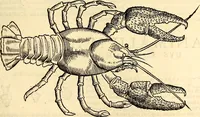 An illustration from Icones animalium quadrupedum uiuiparorum et ouiparorum : quae in Historiae animalium Conradi Gesneri libro I. et II. describuntur, cum nomenclaturis singulorum latinis, graecis, italicis, gallicis, et germanicis plerunque, et aliarum quoque linguarum, certis ordinibus digestae (1560)