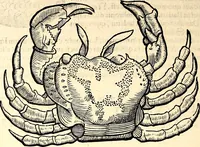 An illustration from Icones animalium quadrupedum uiuiparorum et ouiparorum : quae in Historiae animalium Conradi Gesneri libro I. et II. describuntur, cum nomenclaturis singulorum latinis, graecis, italicis, gallicis, et germanicis plerunque, et aliarum quoque linguarum, certis ordinibus digestae (1560)