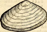 An illustration from Icones animalium quadrupedum uiuiparorum et ouiparorum : quae in Historiae animalium Conradi Gesneri libro I. et II. describuntur, cum nomenclaturis singulorum latinis, graecis, italicis, gallicis, et germanicis plerunque, et aliarum quoque linguarum, certis ordinibus digestae (1560)