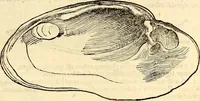 An illustration from Icones animalium quadrupedum uiuiparorum et ouiparorum : quae in Historiae animalium Conradi Gesneri libro I. et II. describuntur, cum nomenclaturis singulorum latinis, graecis, italicis, gallicis, et germanicis plerunque, et aliarum quoque linguarum, certis ordinibus digestae (1560)