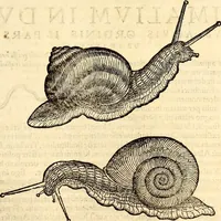An illustration from Icones animalium quadrupedum uiuiparorum et ouiparorum : quae in Historiae animalium Conradi Gesneri libro I. et II. describuntur, cum nomenclaturis singulorum latinis, graecis, italicis, gallicis, et germanicis plerunque, et aliarum quoque linguarum, certis ordinibus digestae (1560)