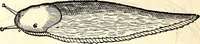 An illustration from Icones animalium quadrupedum uiuiparorum et ouiparorum : quae in Historiae animalium Conradi Gesneri libro I. et II. describuntur, cum nomenclaturis singulorum latinis, graecis, italicis, gallicis, et germanicis plerunque, et aliarum quoque linguarum, certis ordinibus digestae (1560)