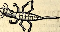 An illustration from Icones animalium quadrupedum uiuiparorum et ouiparorum : quae in Historiae animalium Conradi Gesneri libro I. et II. describuntur, cum nomenclaturis singulorum latinis, graecis, italicis, gallicis, et germanicis plerunque, et aliarum quoque linguarum, certis ordinibus digestae (1560)