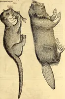 An illustration from Icones animalium quadrupedum uiuiparorum et ouiparorum : quae in Historiae animalium Conradi Gesneri libro I. et II. describuntur, cum nomenclaturis singulorum latinis, graecis, italicis, gallicis, et germanicis plerunque, et aliarum quoque linguarum, certis ordinibus digestae (1560)