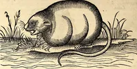 An illustration from Icones animalium quadrupedum uiuiparorum et ouiparorum : quae in Historiae animalium Conradi Gesneri libro I. et II. describuntur, cum nomenclaturis singulorum latinis, graecis, italicis, gallicis, et germanicis plerunque, et aliarum quoque linguarum, certis ordinibus digestae (1560)