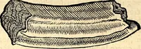 An illustration from Icones animalium quadrupedum uiuiparorum et ouiparorum : quae in Historiae animalium Conradi Gesneri libro I. et II. describuntur, cum nomenclaturis singulorum latinis, graecis, italicis, gallicis, et germanicis plerunque, et aliarum quoque linguarum, certis ordinibus digestae (1560)