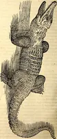An illustration from Icones animalium quadrupedum uiuiparorum et ouiparorum : quae in Historiae animalium Conradi Gesneri libro I. et II. describuntur, cum nomenclaturis singulorum latinis, graecis, italicis, gallicis, et germanicis plerunque, et aliarum quoque linguarum, certis ordinibus digestae (1560)