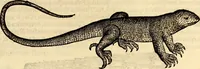 An illustration from Icones animalium quadrupedum uiuiparorum et ouiparorum : quae in Historiae animalium Conradi Gesneri libro I. et II. describuntur, cum nomenclaturis singulorum latinis, graecis, italicis, gallicis, et germanicis plerunque, et aliarum quoque linguarum, certis ordinibus digestae (1560)