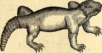 An illustration from Icones animalium quadrupedum uiuiparorum et ouiparorum : quae in Historiae animalium Conradi Gesneri libro I. et II. describuntur, cum nomenclaturis singulorum latinis, graecis, italicis, gallicis, et germanicis plerunque, et aliarum quoque linguarum, certis ordinibus digestae (1560)