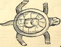 An illustration from Icones animalium quadrupedum uiuiparorum et ouiparorum : quae in Historiae animalium Conradi Gesneri libro I. et II. describuntur, cum nomenclaturis singulorum latinis, graecis, italicis, gallicis, et germanicis plerunque, et aliarum quoque linguarum, certis ordinibus digestae (1560)