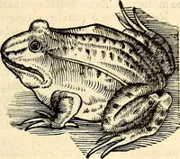 An illustration from Icones animalium quadrupedum uiuiparorum et ouiparorum : quae in Historiae animalium Conradi Gesneri libro I. et II. describuntur, cum nomenclaturis singulorum latinis, graecis, italicis, gallicis, et germanicis plerunque, et aliarum quoque linguarum, certis ordinibus digestae (1560)