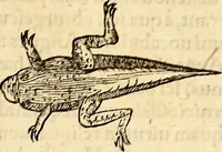 An illustration from Icones animalium quadrupedum uiuiparorum et ouiparorum : quae in Historiae animalium Conradi Gesneri libro I. et II. describuntur, cum nomenclaturis singulorum latinis, graecis, italicis, gallicis, et germanicis plerunque, et aliarum quoque linguarum, certis ordinibus digestae (1560)