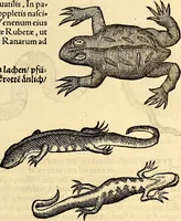An illustration from Icones animalium quadrupedum uiuiparorum et ouiparorum : quae in Historiae animalium Conradi Gesneri libro I. et II. describuntur, cum nomenclaturis singulorum latinis, graecis, italicis, gallicis, et germanicis plerunque, et aliarum quoque linguarum, certis ordinibus digestae (1560)