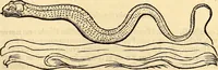 An illustration from Icones animalium quadrupedum uiuiparorum et ouiparorum : quae in Historiae animalium Conradi Gesneri libro I. et II. describuntur, cum nomenclaturis singulorum latinis, graecis, italicis, gallicis, et germanicis plerunque, et aliarum quoque linguarum, certis ordinibus digestae (1560)