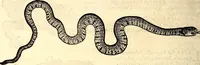An illustration from Icones animalium quadrupedum uiuiparorum et ouiparorum : quae in Historiae animalium Conradi Gesneri libro I. et II. describuntur, cum nomenclaturis singulorum latinis, graecis, italicis, gallicis, et germanicis plerunque, et aliarum quoque linguarum, certis ordinibus digestae (1560)