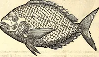 An illustration from Icones animalium quadrupedum uiuiparorum et ouiparorum : quae in Historiae animalium Conradi Gesneri libro I. et II. describuntur, cum nomenclaturis singulorum latinis, graecis, italicis, gallicis, et germanicis plerunque, et aliarum quoque linguarum, certis ordinibus digestae (1560)
