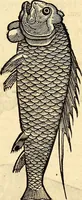 An illustration from Icones animalium quadrupedum uiuiparorum et ouiparorum : quae in Historiae animalium Conradi Gesneri libro I. et II. describuntur, cum nomenclaturis singulorum latinis, graecis, italicis, gallicis, et germanicis plerunque, et aliarum quoque linguarum, certis ordinibus digestae (1560)