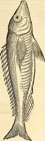 An illustration from Icones animalium quadrupedum uiuiparorum et ouiparorum : quae in Historiae animalium Conradi Gesneri libro I. et II. describuntur, cum nomenclaturis singulorum latinis, graecis, italicis, gallicis, et germanicis plerunque, et aliarum quoque linguarum, certis ordinibus digestae (1560)