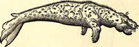 An illustration from Icones animalium quadrupedum uiuiparorum et ouiparorum : quae in Historiae animalium Conradi Gesneri libro I. et II. describuntur, cum nomenclaturis singulorum latinis, graecis, italicis, gallicis, et germanicis plerunque, et aliarum quoque linguarum, certis ordinibus digestae (1560)