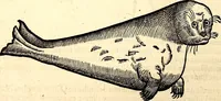 An illustration from Icones animalium quadrupedum uiuiparorum et ouiparorum : quae in Historiae animalium Conradi Gesneri libro I. et II. describuntur, cum nomenclaturis singulorum latinis, graecis, italicis, gallicis, et germanicis plerunque, et aliarum quoque linguarum, certis ordinibus digestae (1560)
