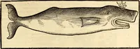 An illustration from Icones animalium quadrupedum uiuiparorum et ouiparorum : quae in Historiae animalium Conradi Gesneri libro I. et II. describuntur, cum nomenclaturis singulorum latinis, graecis, italicis, gallicis, et germanicis plerunque, et aliarum quoque linguarum, certis ordinibus digestae (1560)